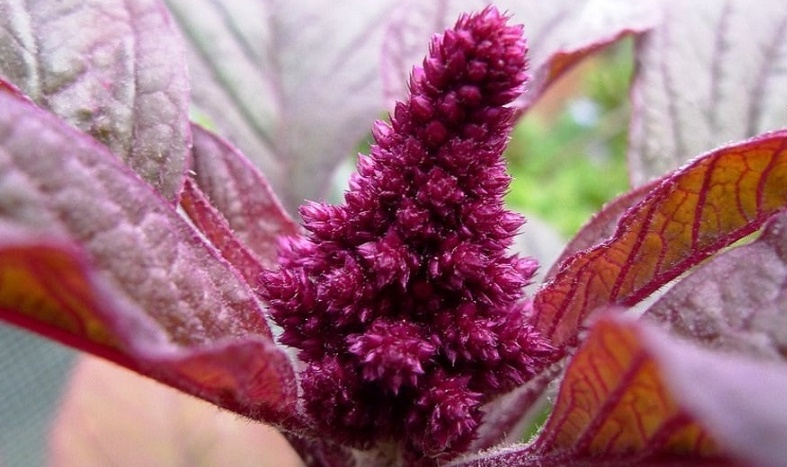 Amaranth seed butter: benefits and harms